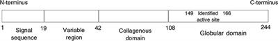 Potential Adiponectin Receptor Response Modifier Therapeutics